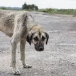 «Tolerancia Cero»: Gustavo Darchuk propone endurecer las sanciones contra el maltrato animal en la Capital