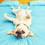 Fue a buscar a su perra y descubrió que descansaba en un lugar insólito