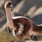 Descubren que un dinosaurio hallado en Río Negro era más grande de lo que se creía: cuánto medía