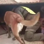 Un perro argentino ayudó a rescatar con vida a dos nenes entre los escombros en Venezuela