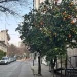 [Audio] Árboles frutales: una herramienta clave para enfrentar el cambio climático