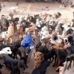 La Comisión Directiva de «El Montecito de los Canichones» ratificó la continuidad del refugio tras la muerte de su fundador