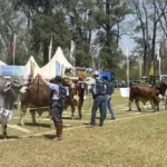 [Audio] ExpoBRA 2026: genética, producción y el acompañamiento del Estado provincial