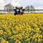 [Audio] La carinata gana terreno en Santiago del Estero y abre nuevas oportunidades para producir biocombustibles